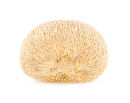 Vitalpilz Hericium 