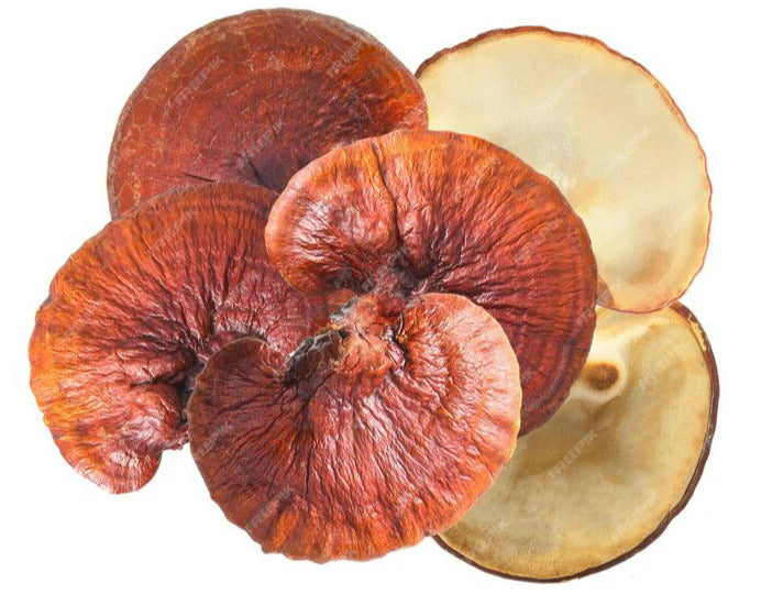 Vitalpilze Reishi 